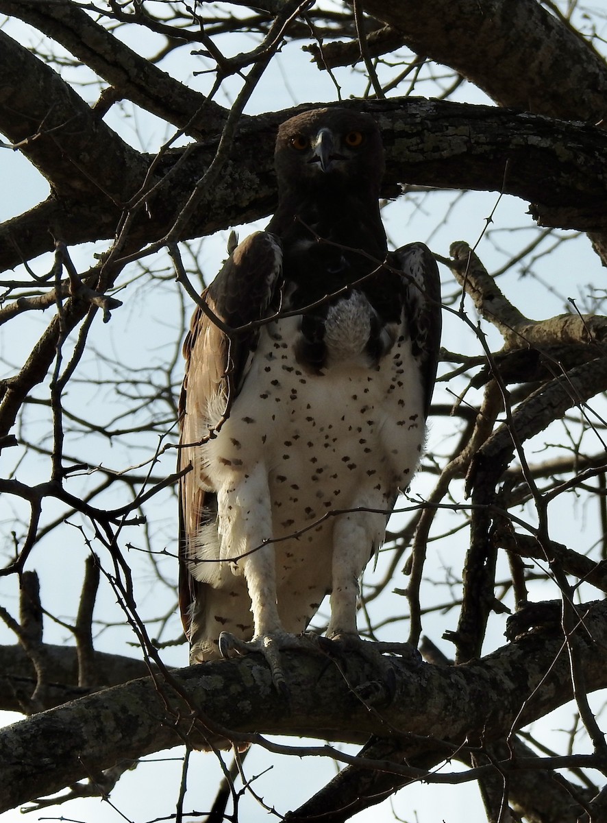 Martial Eagle - ML642983834