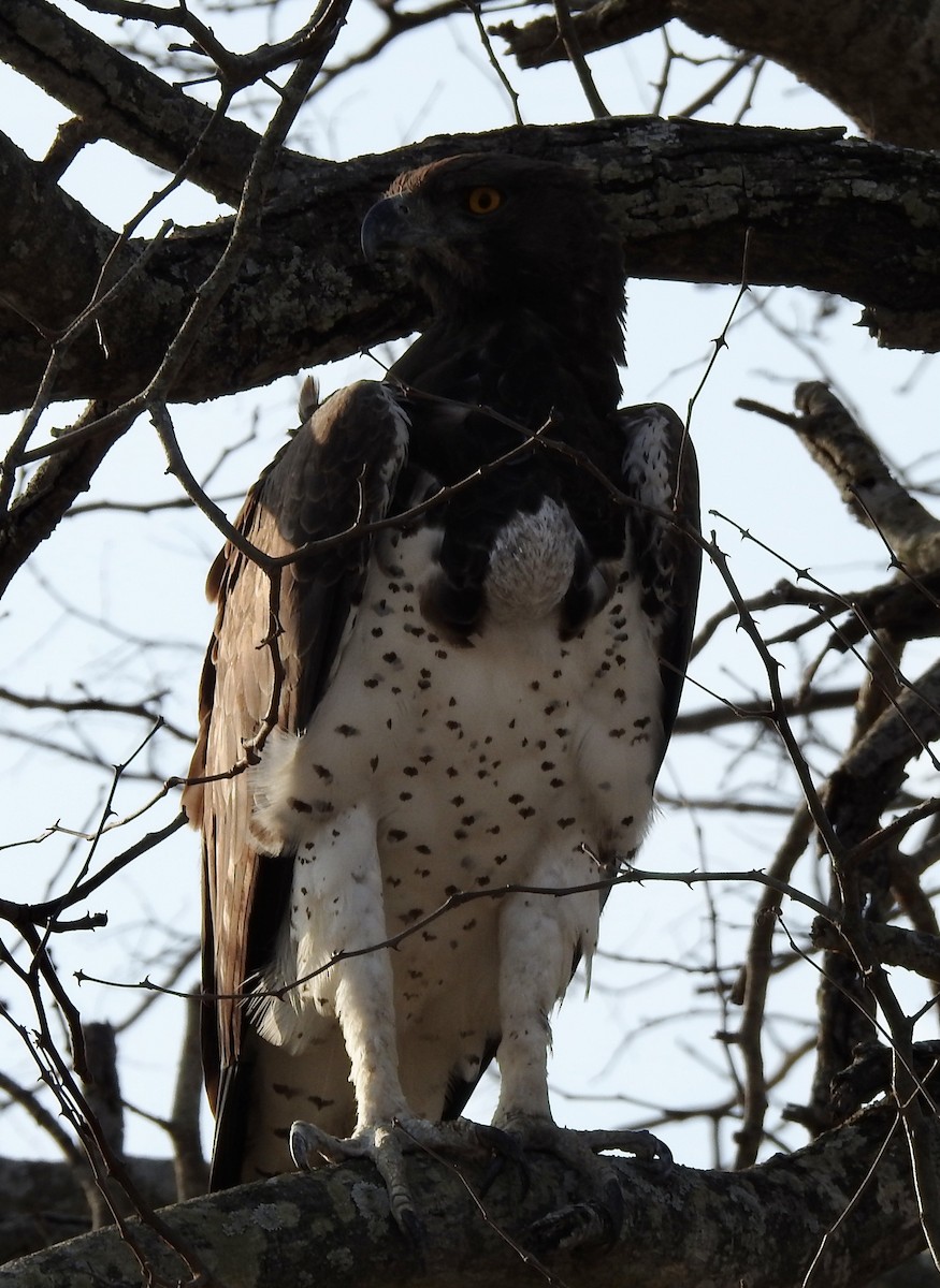Martial Eagle - ML642983835