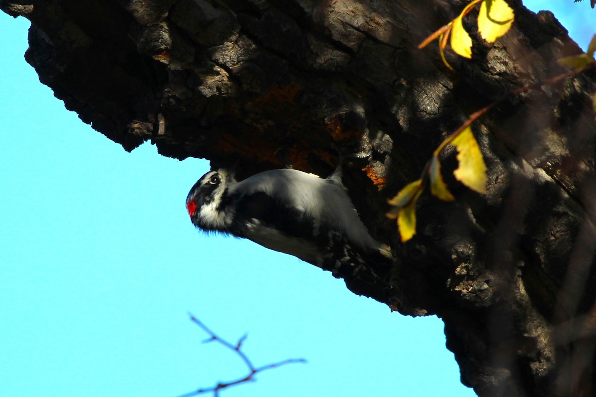 Downy Woodpecker - ML642983852