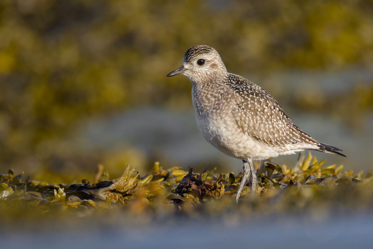 American Golden-Plover - ML642983854