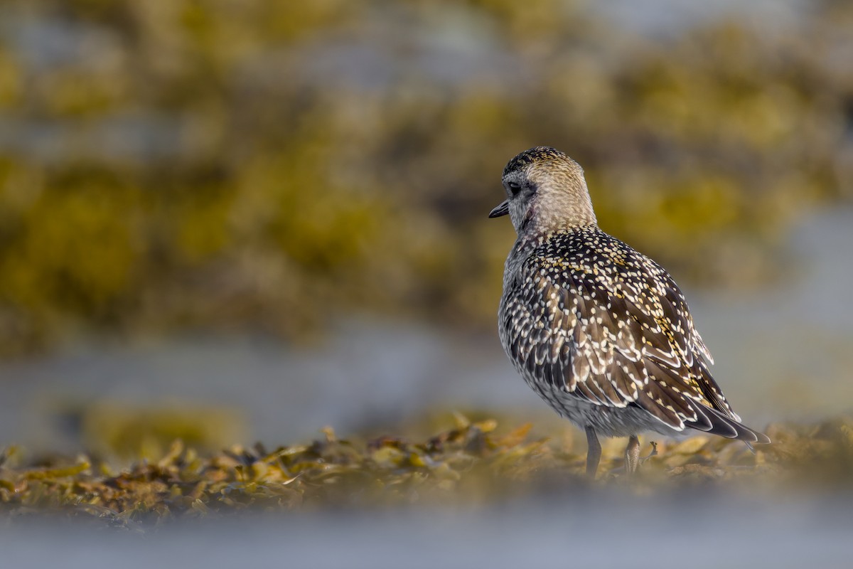 American Golden-Plover - ML642983855