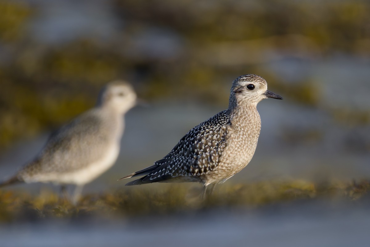 American Golden-Plover - ML642983856