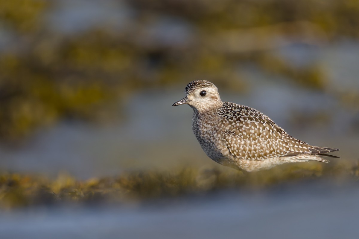 American Golden-Plover - ML642983857