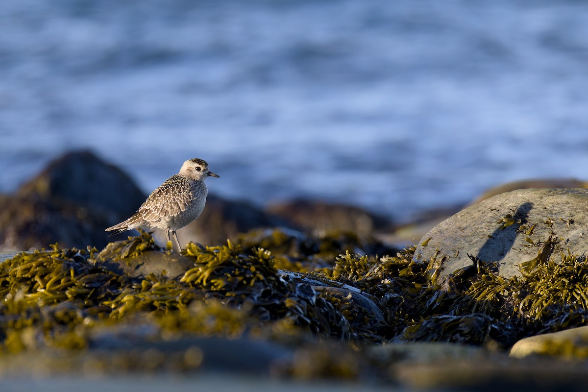 American Golden-Plover - ML642983858