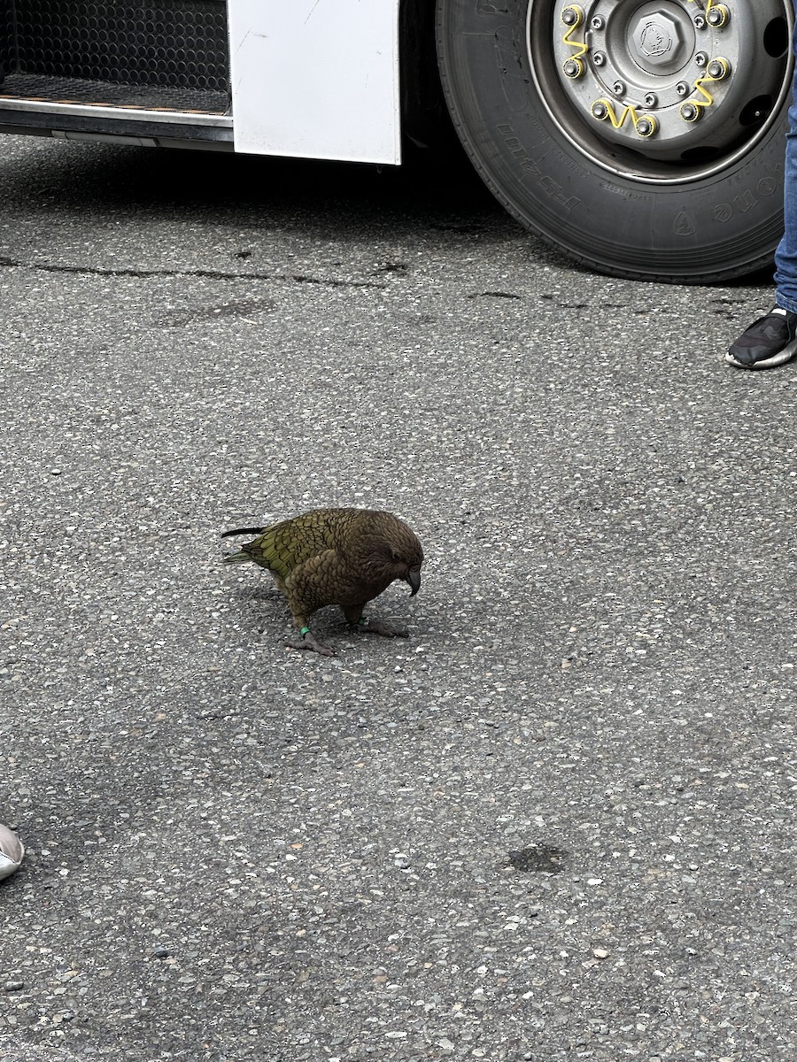 Kea - ML642983861