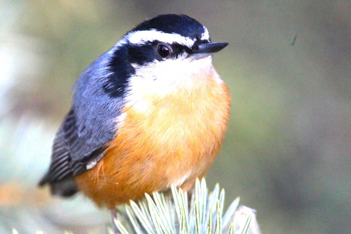 Red-breasted Nuthatch - ML642983881
