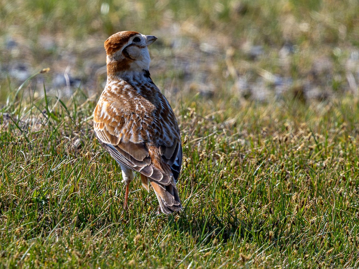 Mongolian Lark - ML642983891