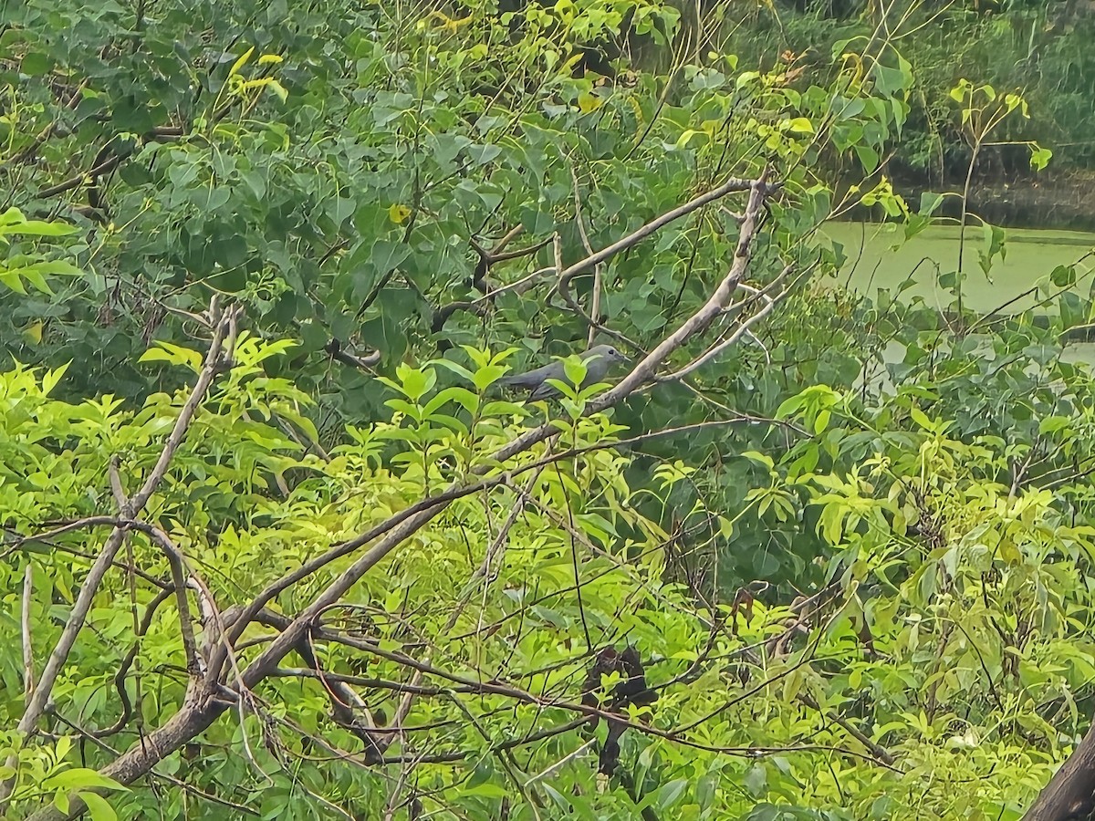 Gray Catbird - ML642983897