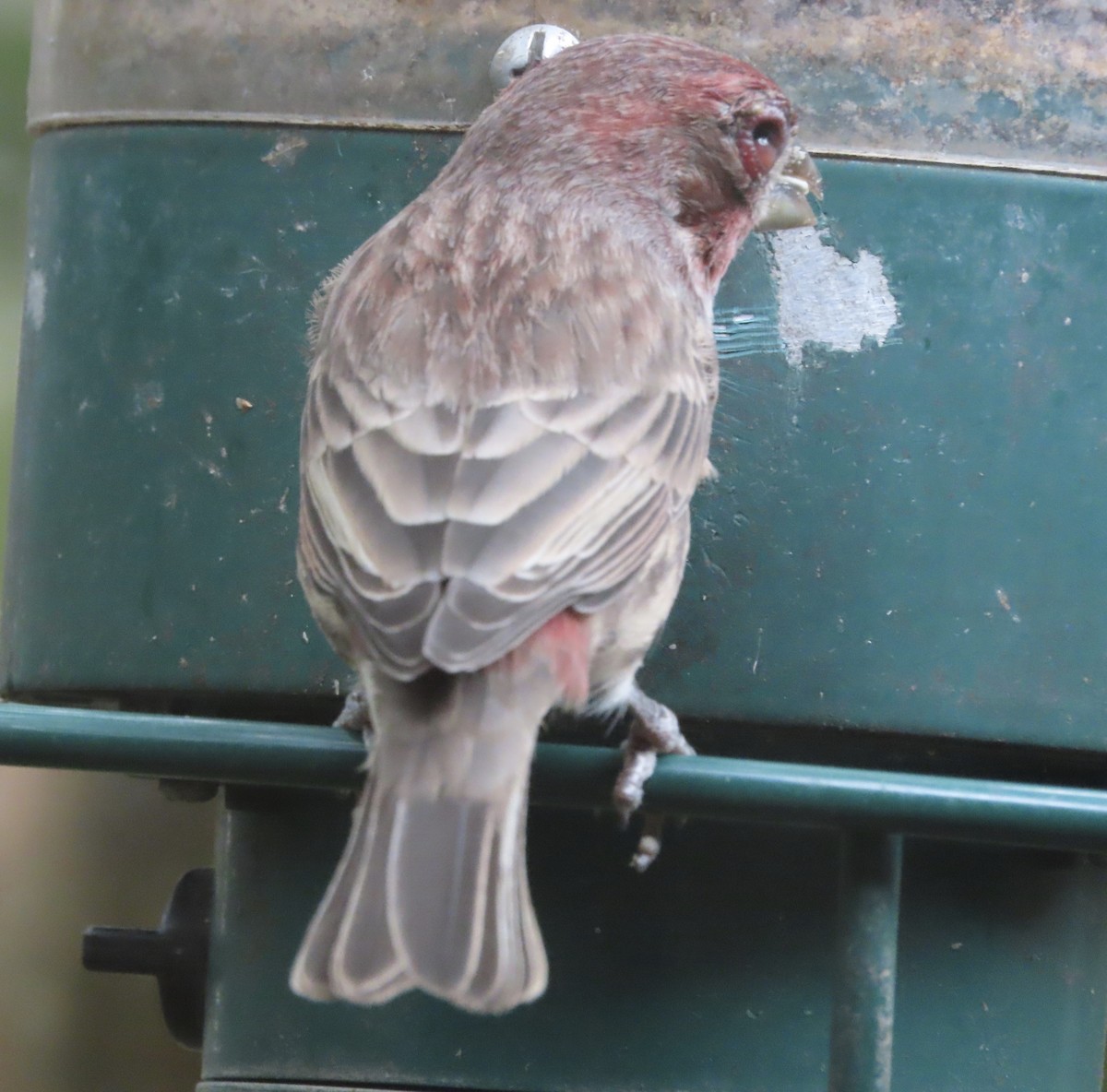 House Finch - ML642983899