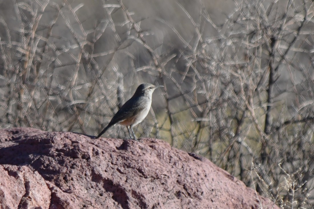 Rock Wren - ML642983900