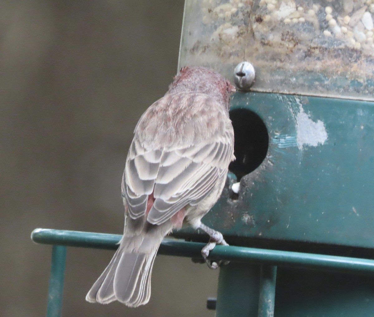 House Finch - ML642983901