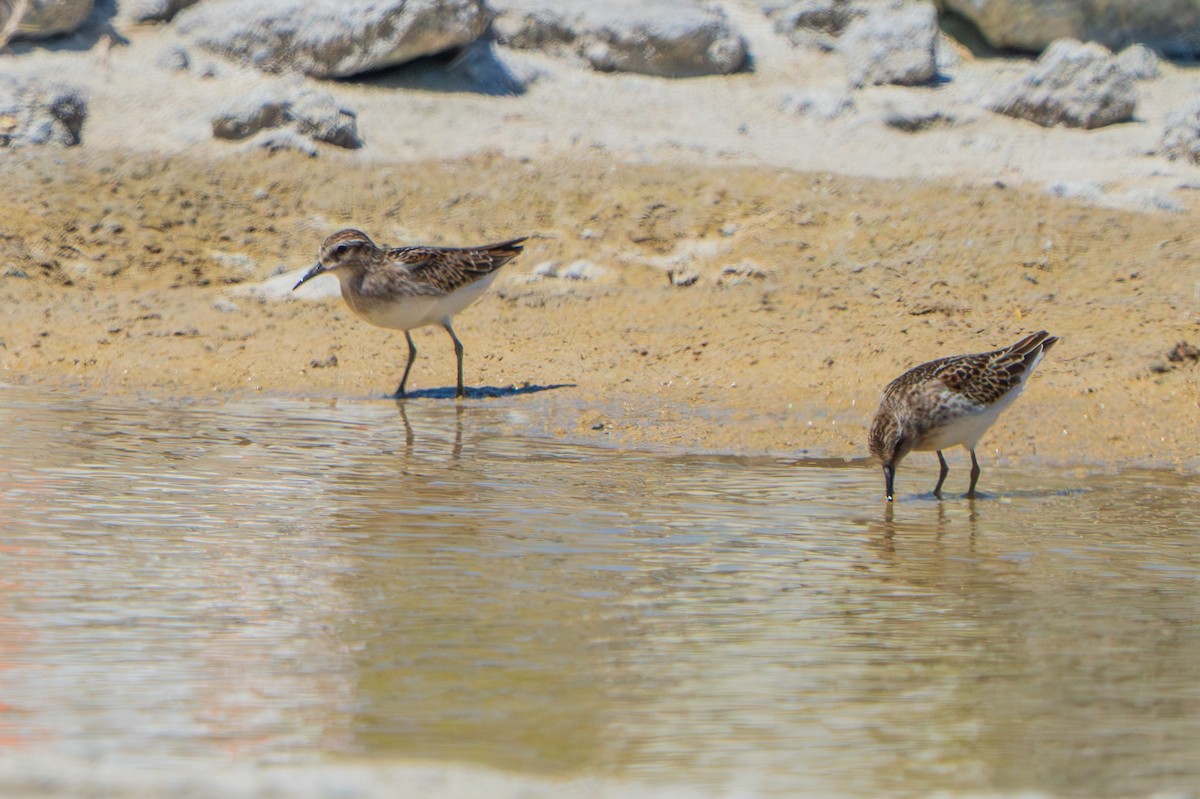 Least Sandpiper - ML642983902