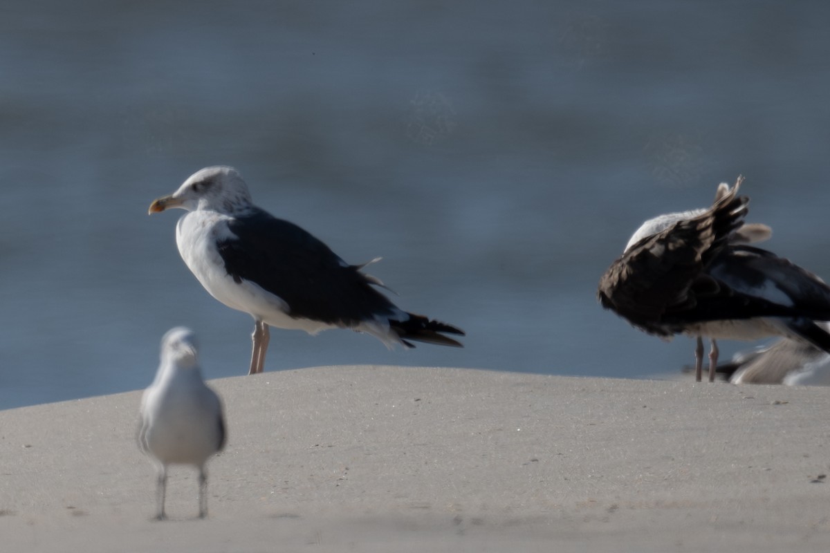 Great Black-backed Gull - ML642983903