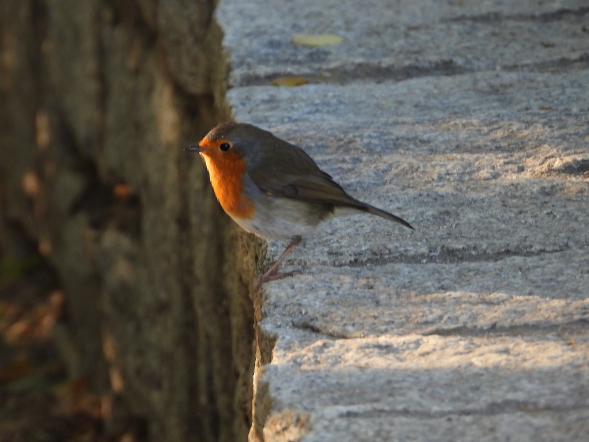 European Robin - ML642983904