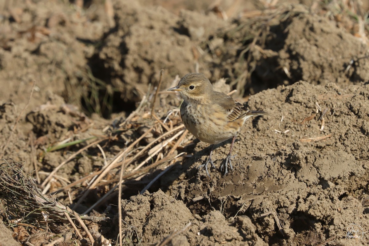 American Pipit - ML642983908