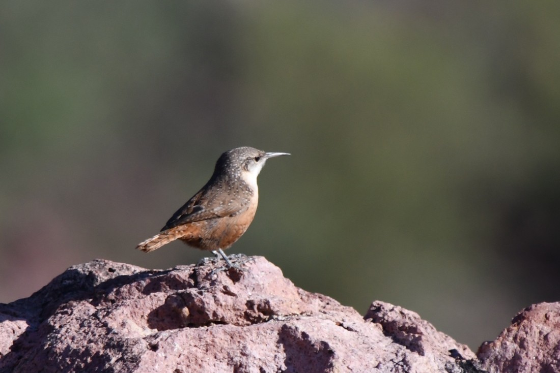 Canyon Wren - ML642983910