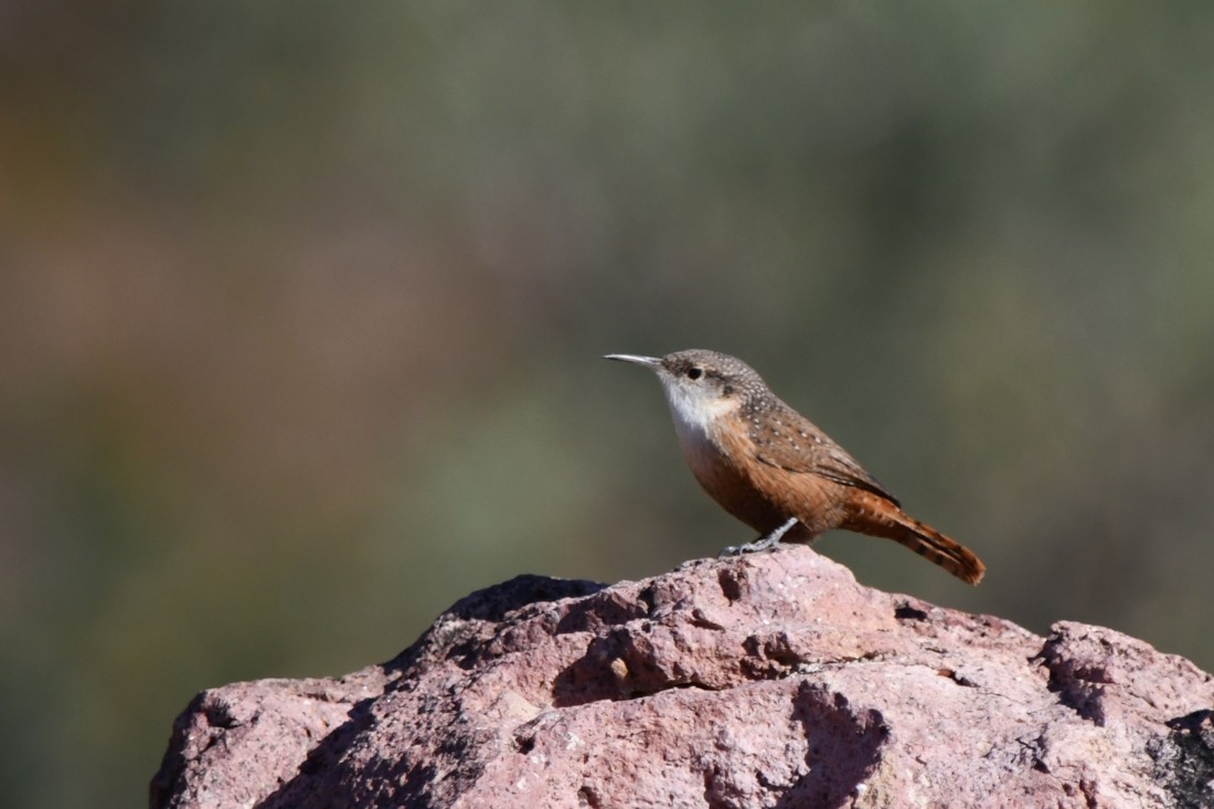 Canyon Wren - ML642983911