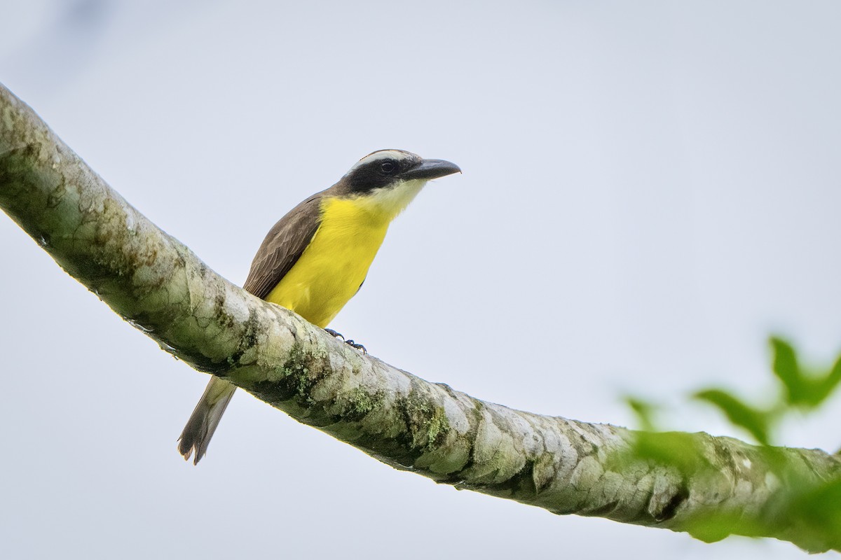 Boat-billed Flycatcher - ML642983912