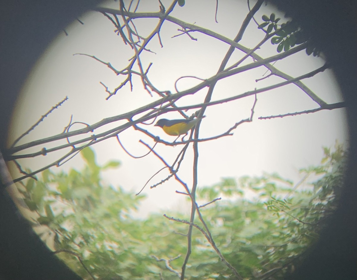 West Mexican Euphonia - ML642983915