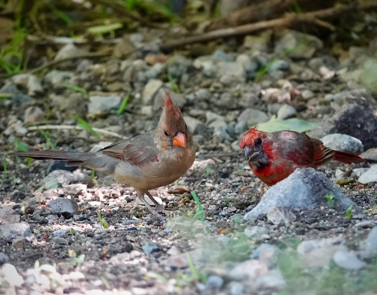 Northern Cardinal - ML642983916