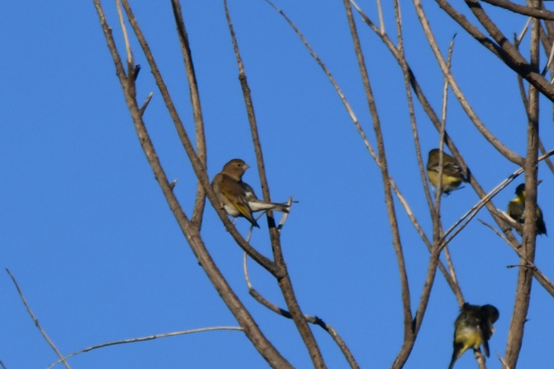 Lawrence's Goldfinch - ML642983919