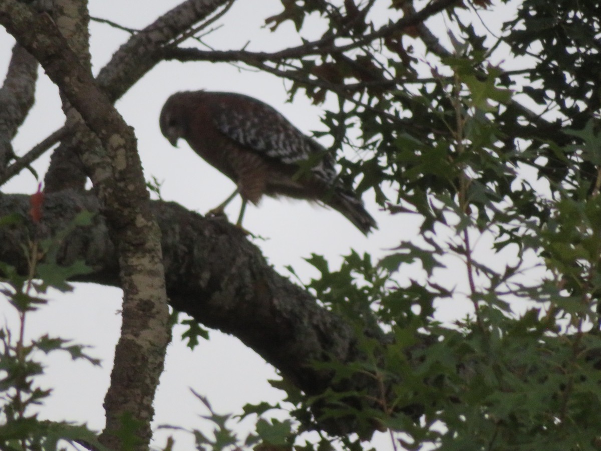 Red-shouldered Hawk - ML642983921
