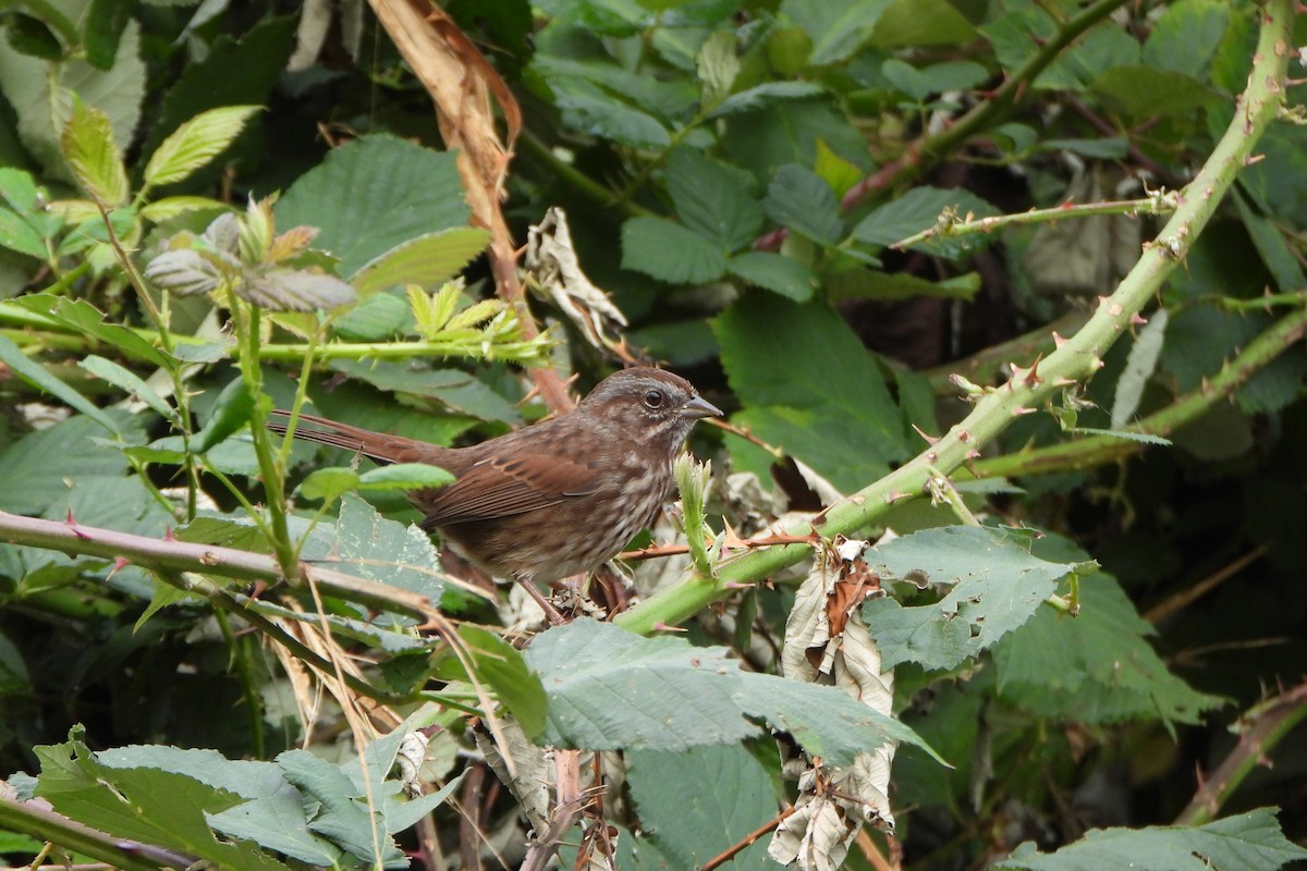 Song Sparrow - ML642983922
