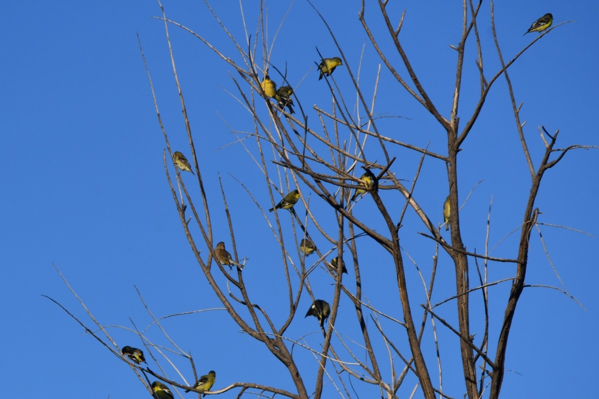 Lesser Goldfinch - ML642983926