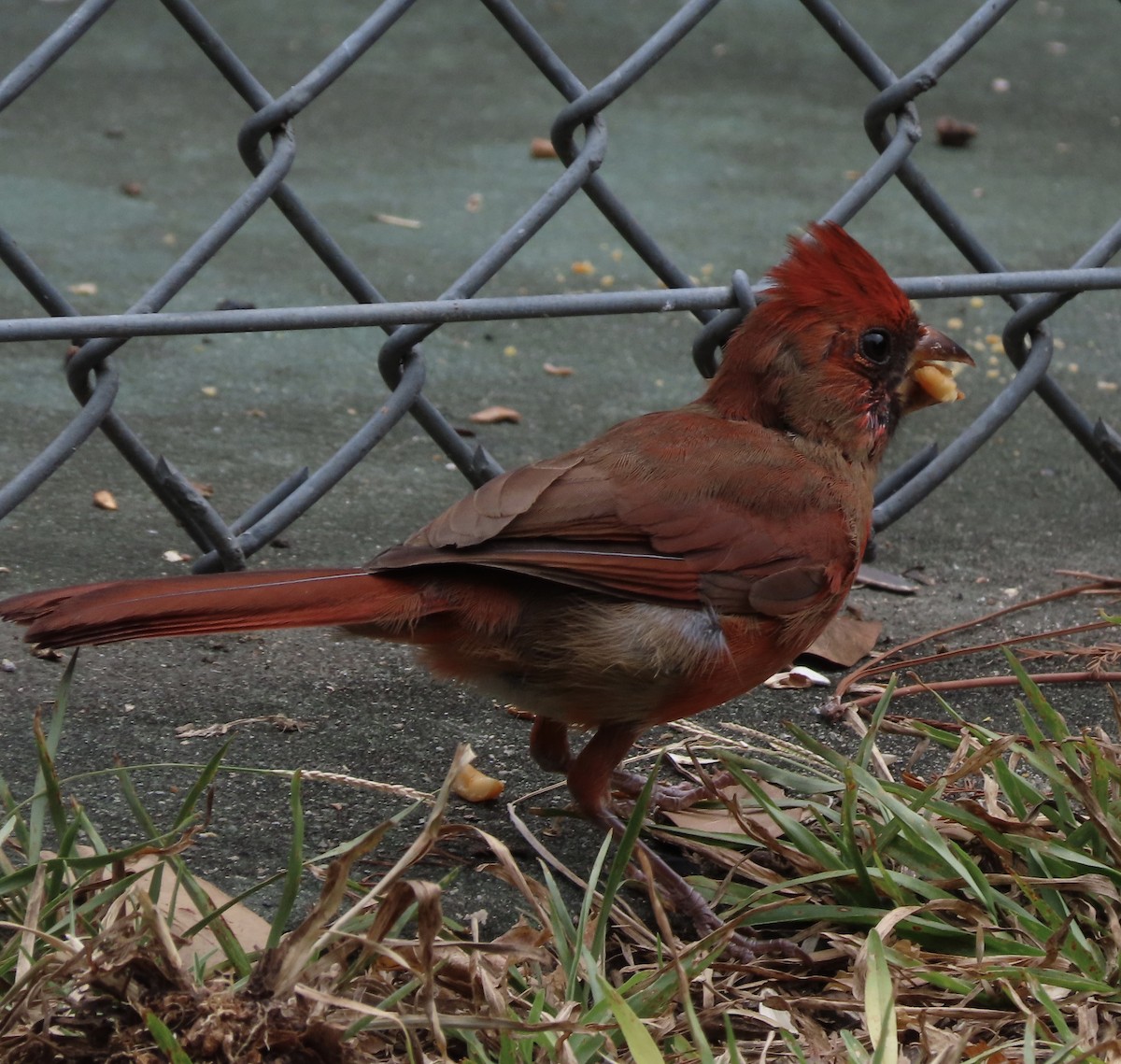 Northern Cardinal - ML642983927