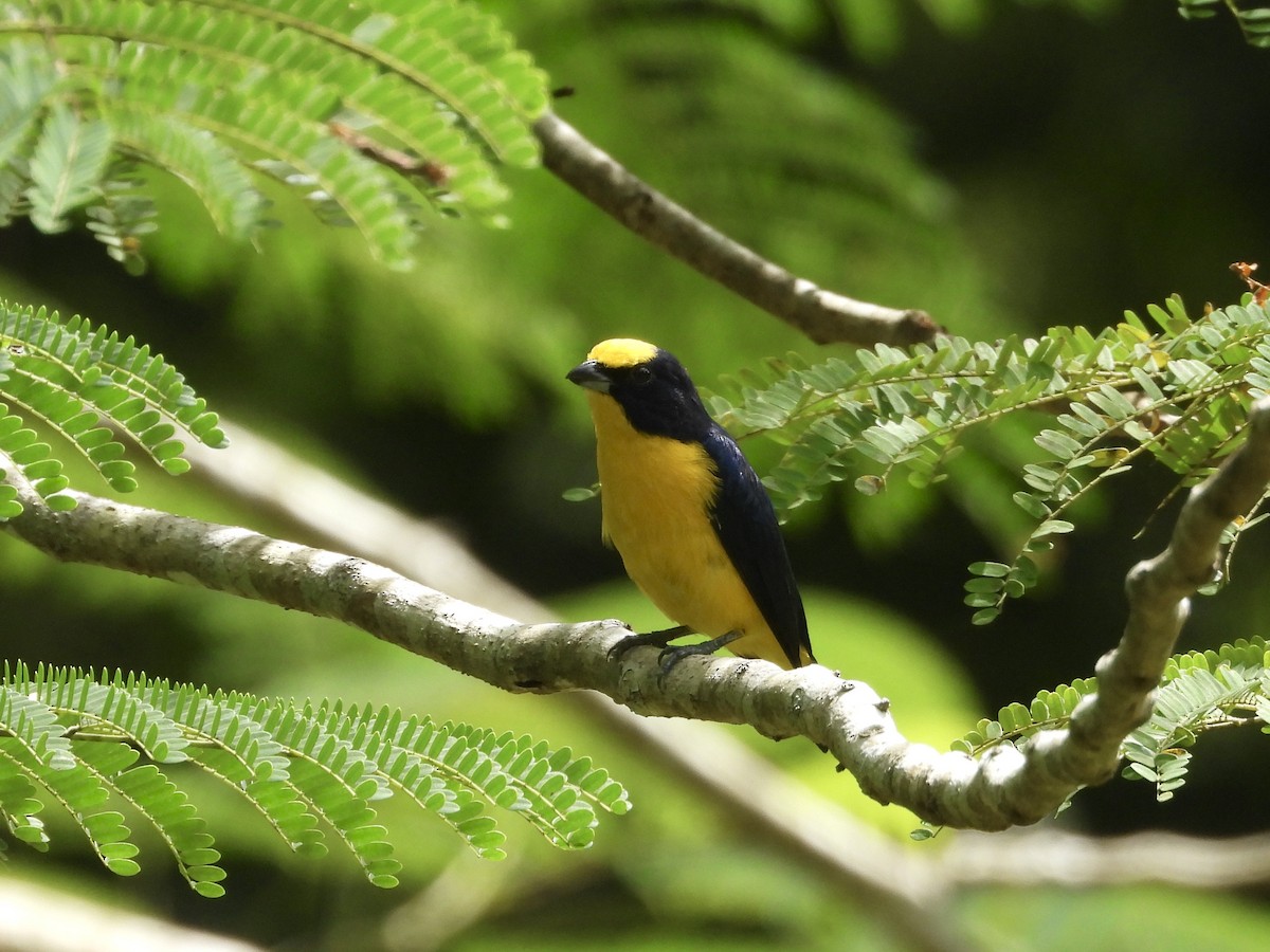Thick-billed Euphonia - ML642983928