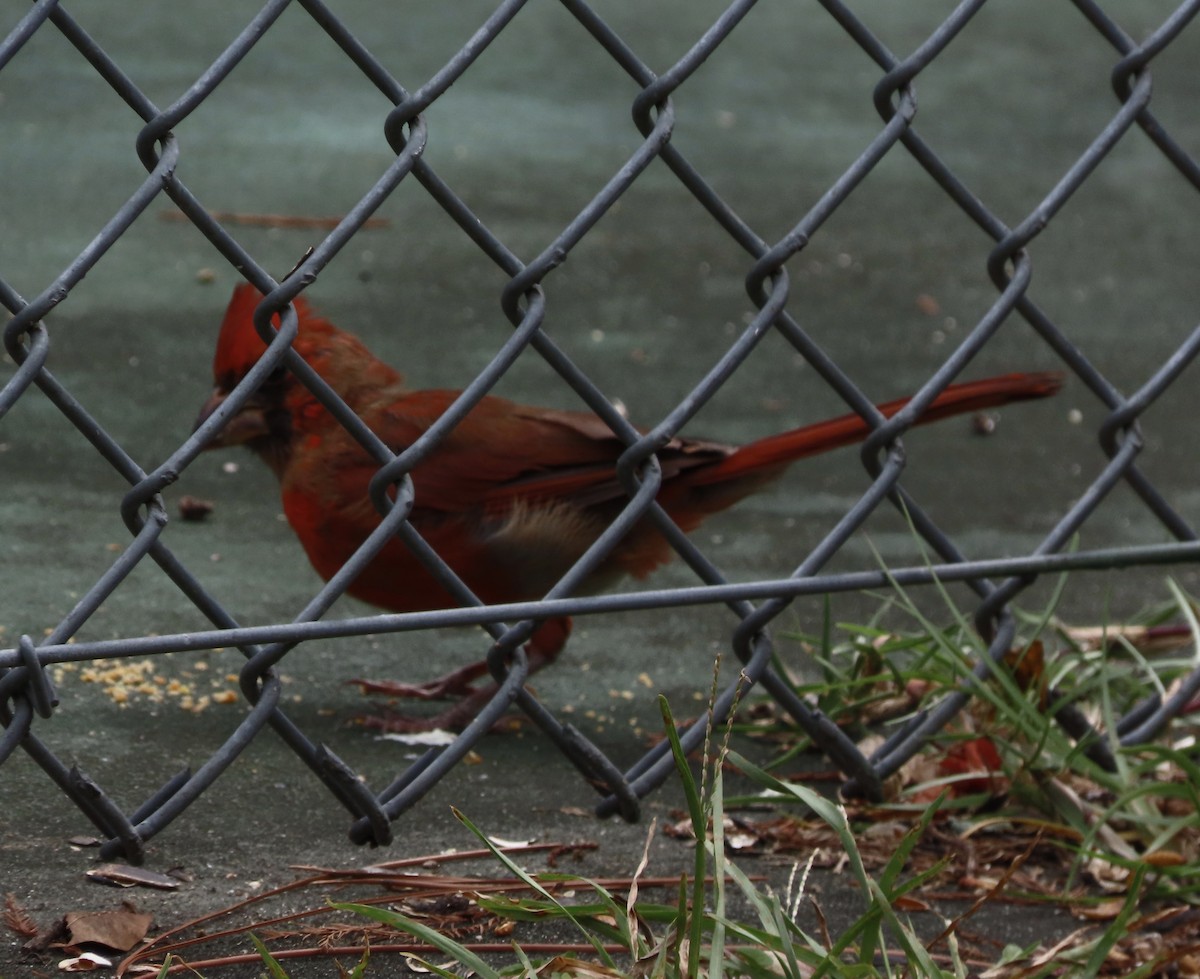 Northern Cardinal - ML642983929