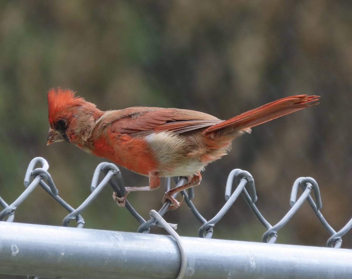 Northern Cardinal - ML642983930