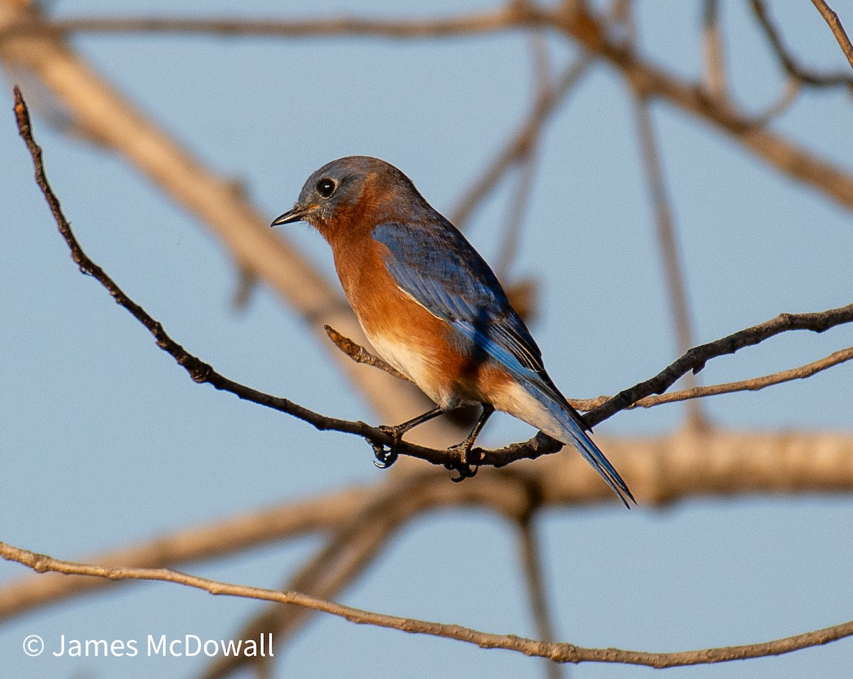 Eastern Bluebird - ML642983931