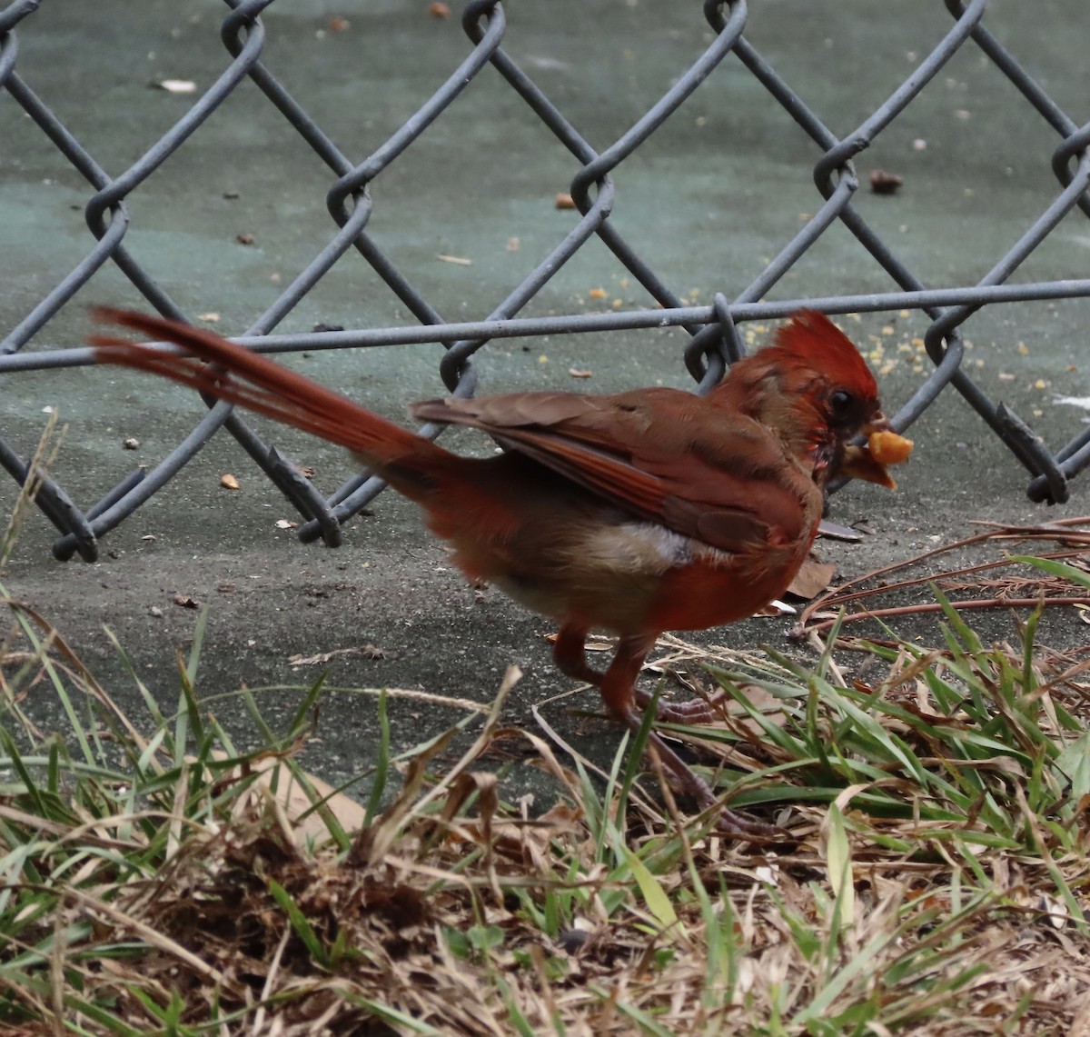 Northern Cardinal - ML642983932