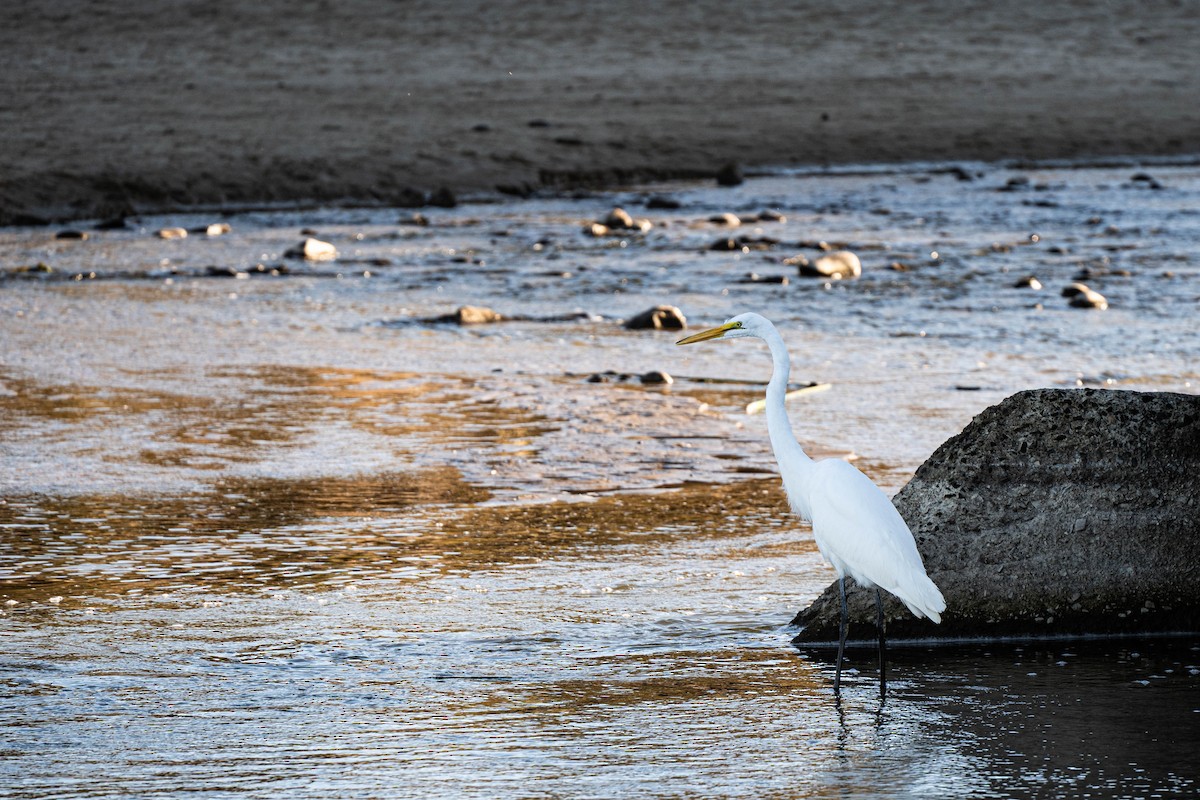 Цасч дэглий - ML642983940