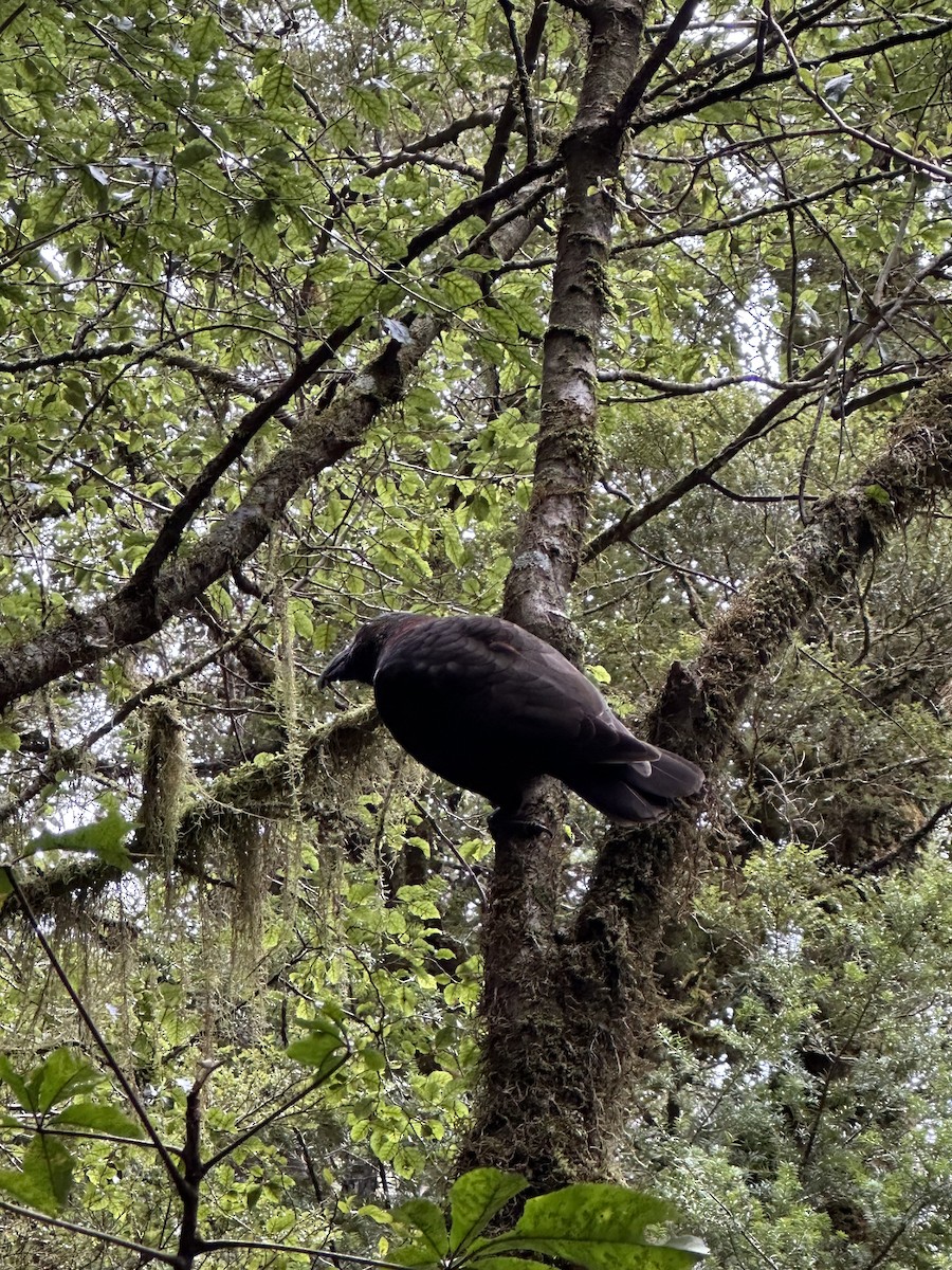 New Zealand Kaka - ML642983941