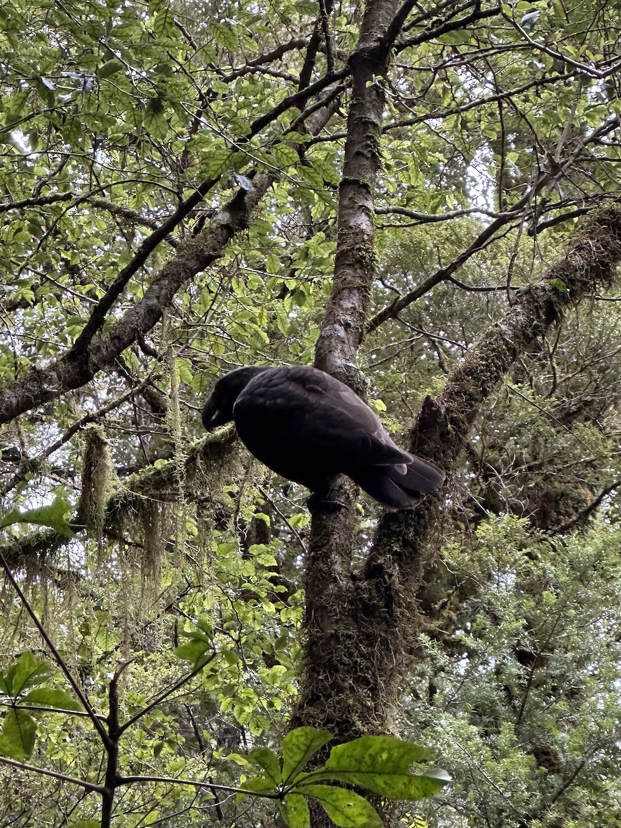 New Zealand Kaka - ML642983942