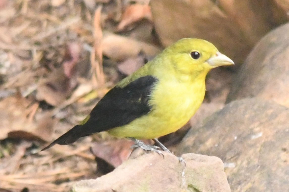 Piranga écarlate - ML642983944