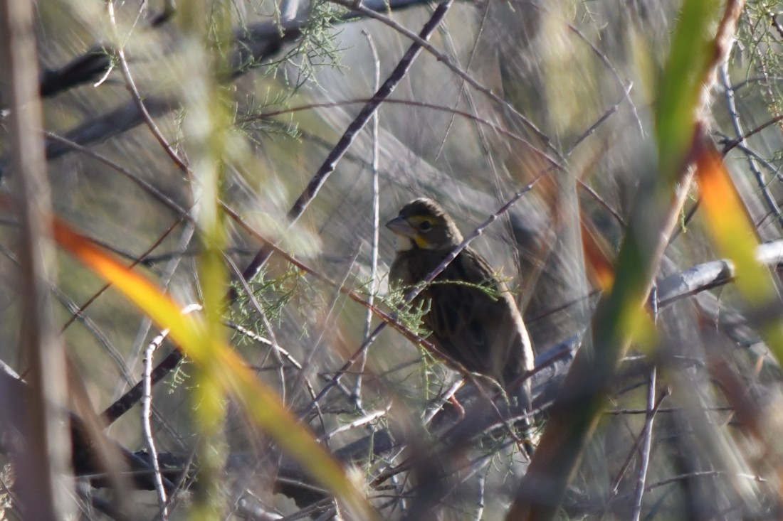 Dickcissel - ML642983946