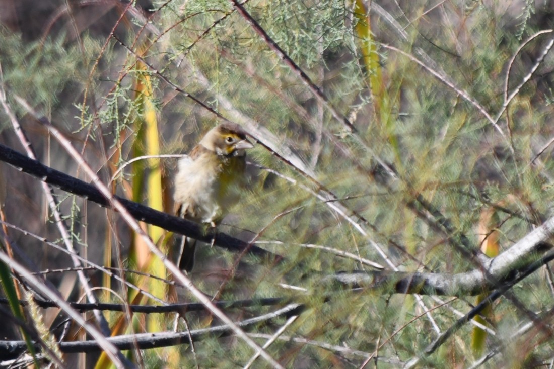 Dickcissel - ML642983947