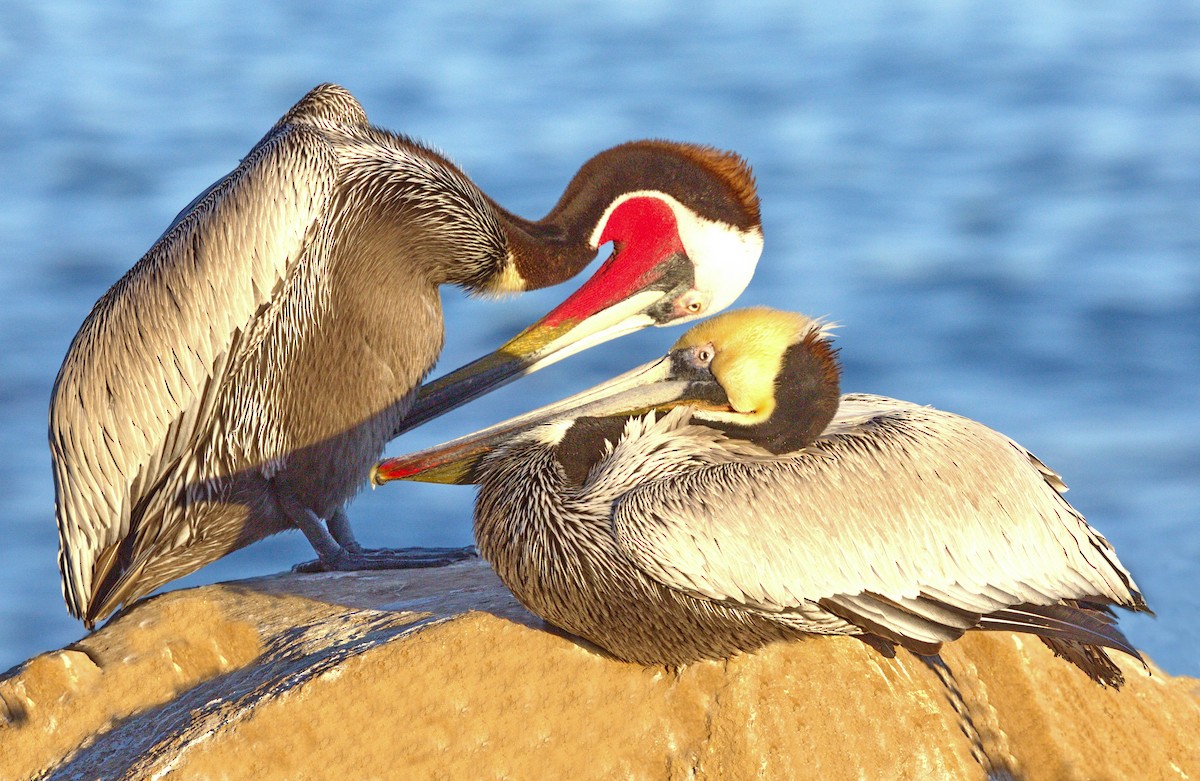 Brown Pelican (California) - ML642983952