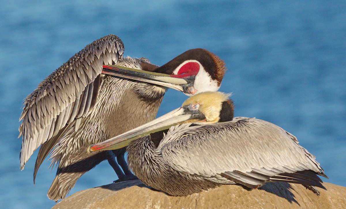 Brown Pelican (California) - ML642983954