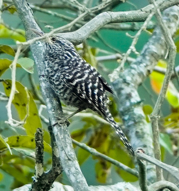 Fasciated Wren - ML642983961