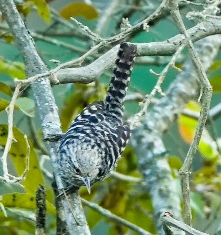 Fasciated Wren - ML642983962