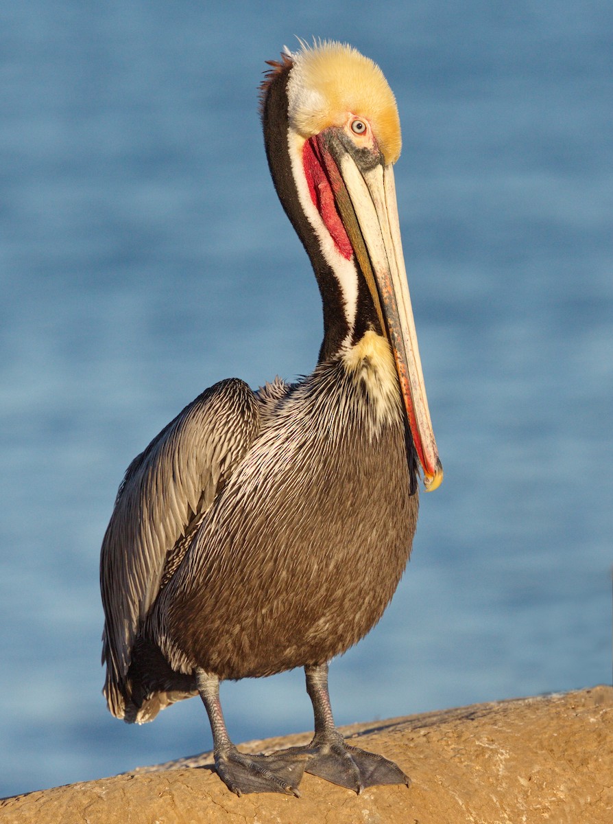 Brown Pelican (California) - ML642983975