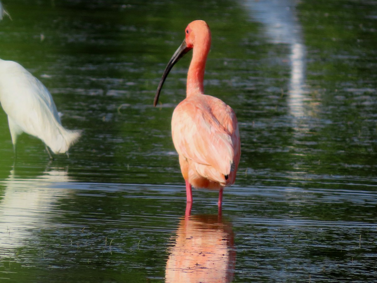 Scarlet Ibis - ML642983978