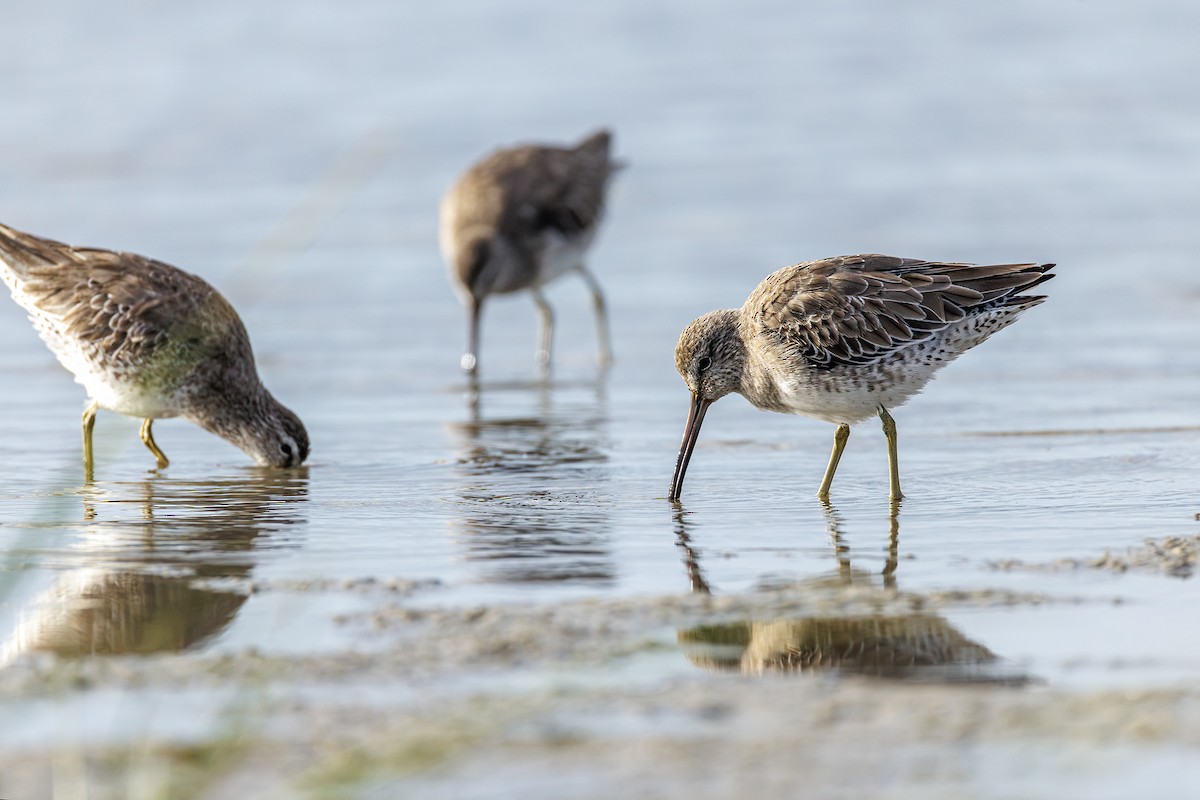 Short-billed/Long-billed Dowitcher - ML642984033