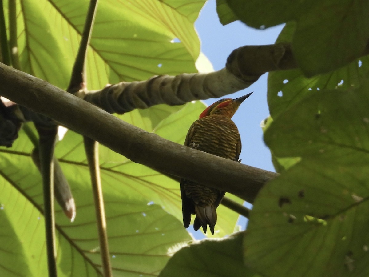 Golden-green Woodpecker - ML642984040