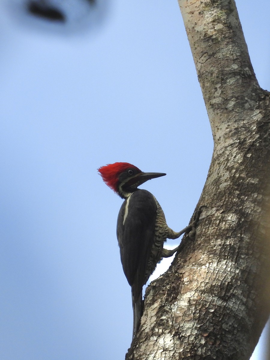 Lineated Woodpecker - ML642984048
