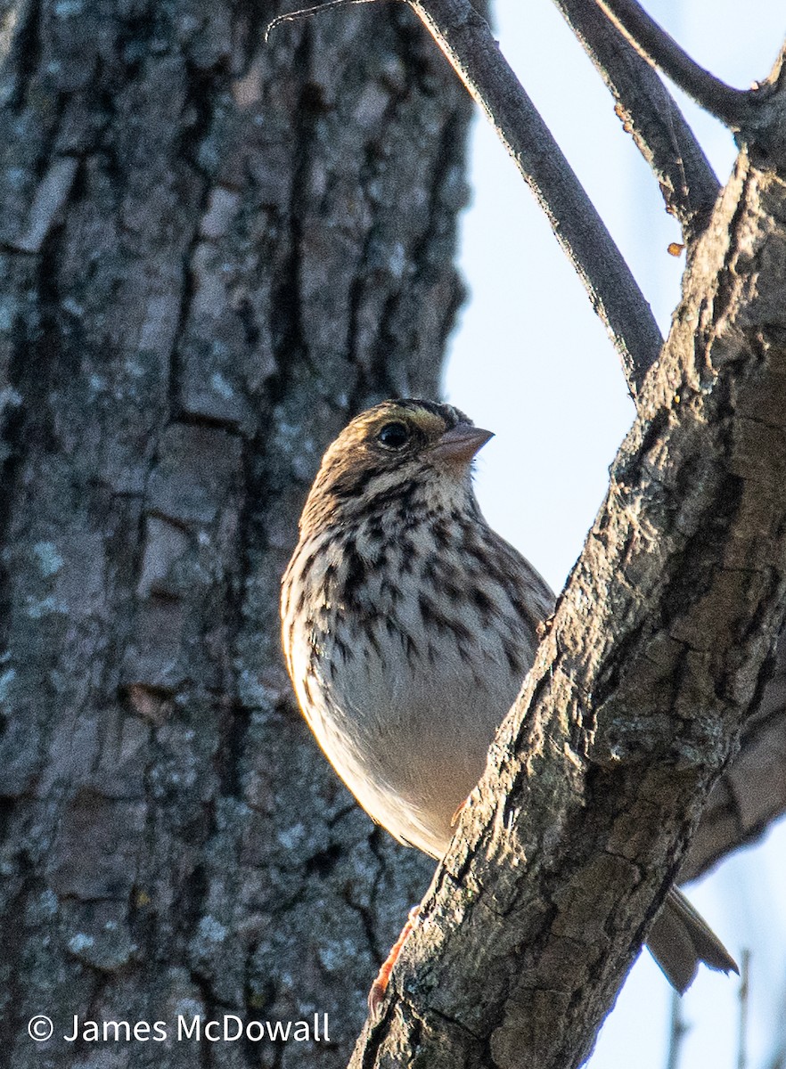 Savannah Sparrow - ML642984049
